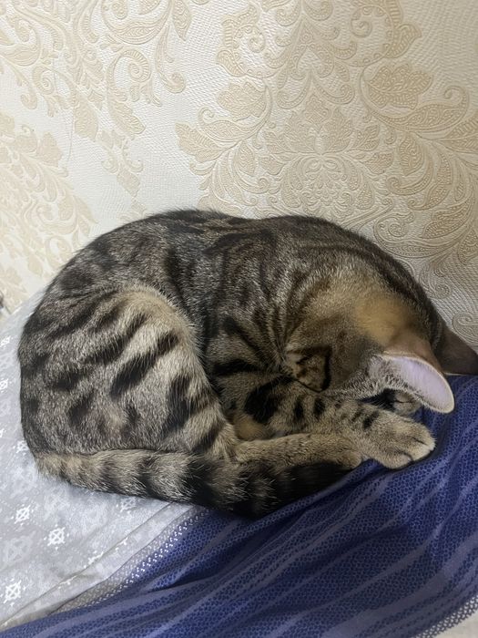 Мысык сатылады 8айлык