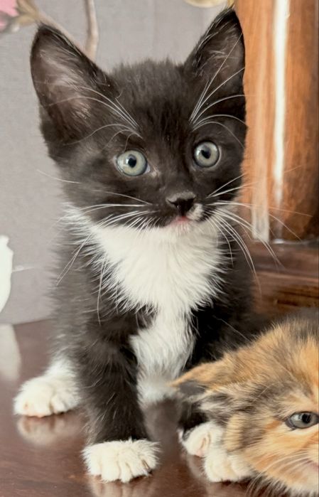 Шымкент отдаю котят