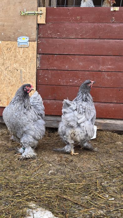 2 familii Brahma (gold si albastru)