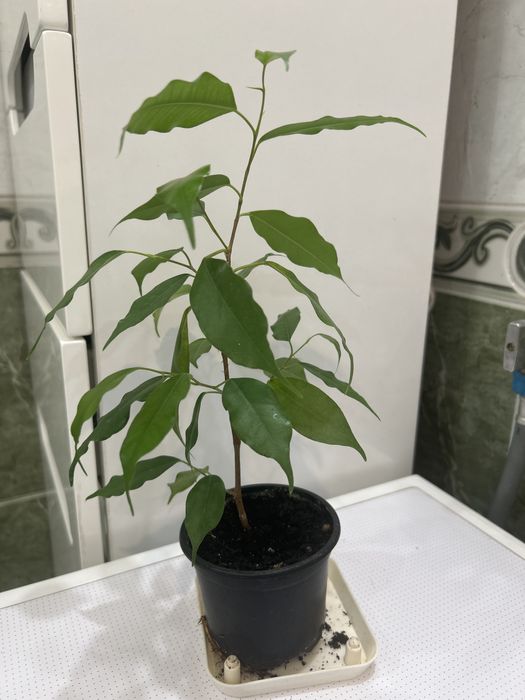 Фикус бенджамина