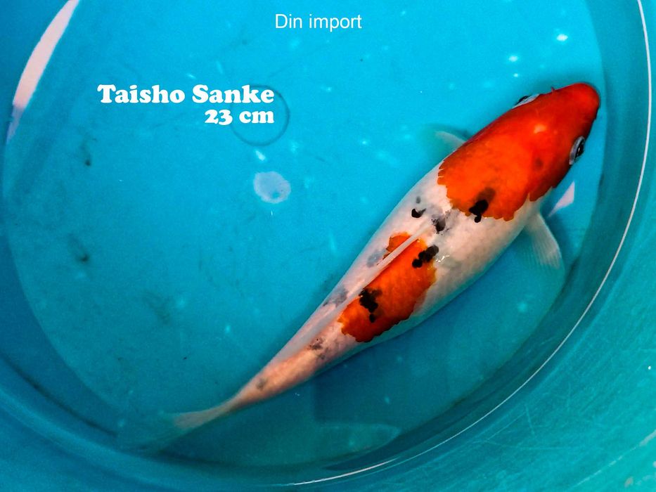 Crapi koi iaz import, 20-25 cm ( Km 44 pe A1 București-Pitești )