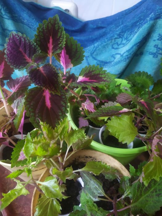 Продам цветы Колеусы, разные