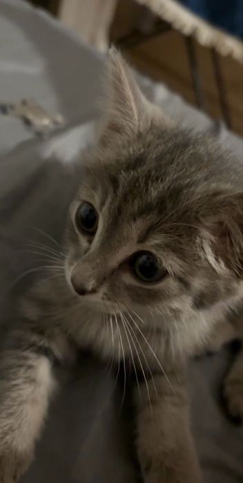 Котенок ищет дом