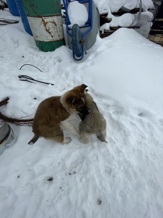 Отдам кутят беспоатно