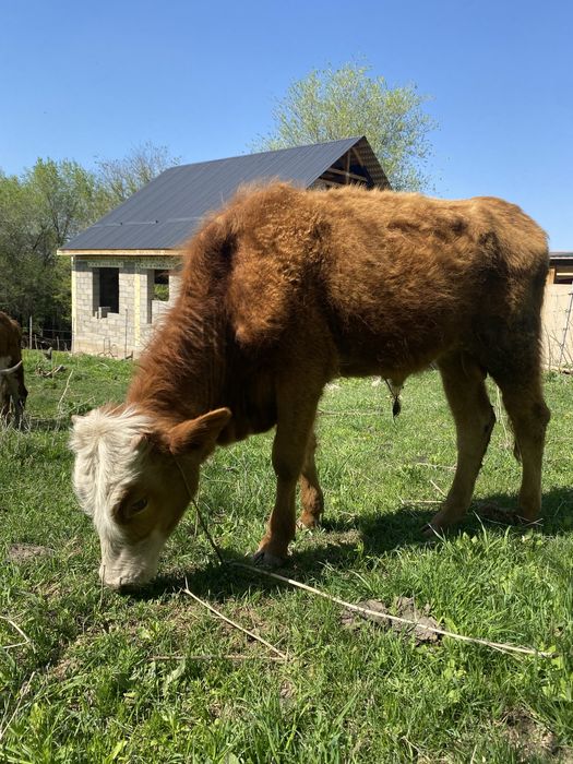 Телёнок бычки