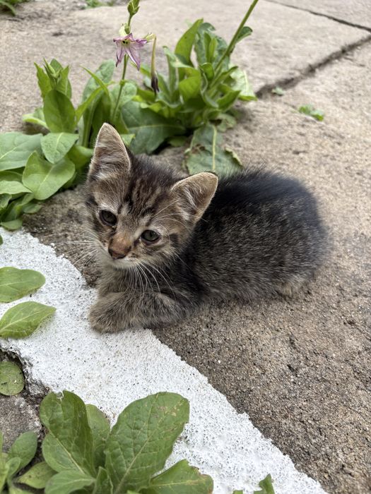 pisicuțe pentru adoptie