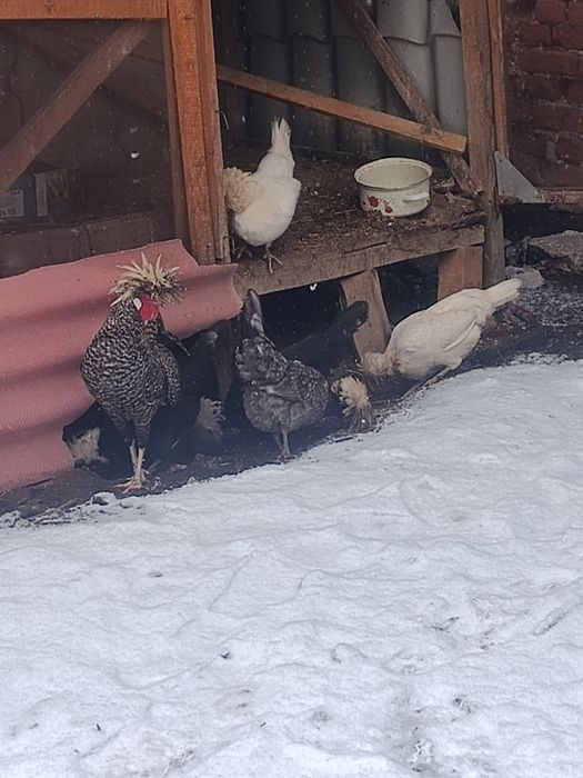 Ouă găină moțată olandeza