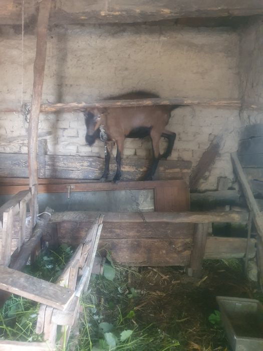 De vinzare 2 capre și  un  țap
