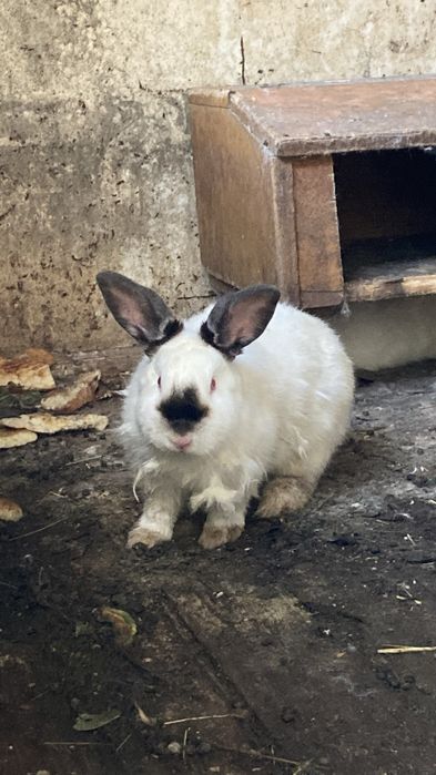 Кролик сотилади