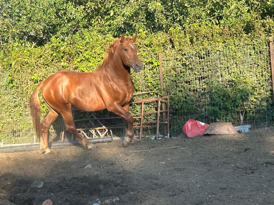 Vand Armasar in varste de 3 ani ne invatat la carut