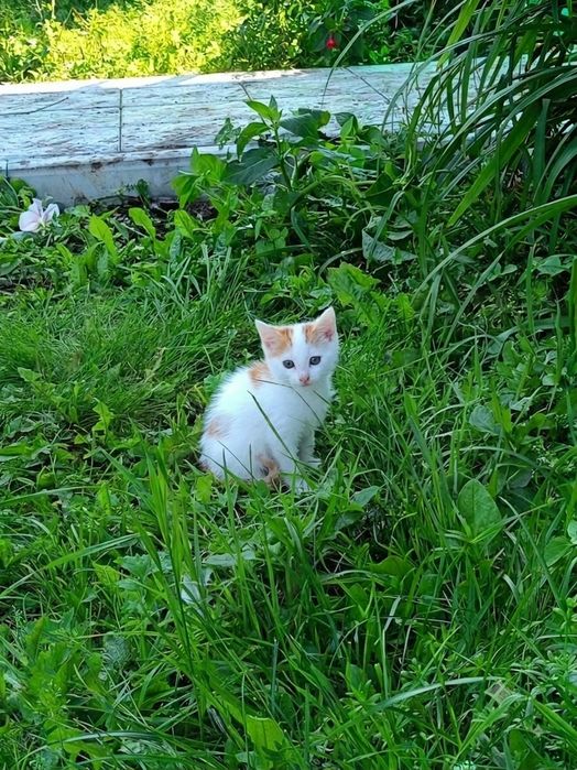 Котенок (16 августа - два месяца))