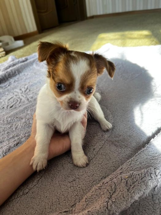 Чихуахуа щенки.Мальчик и девочка