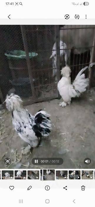 Карис японкачаларисотилади  4та бор