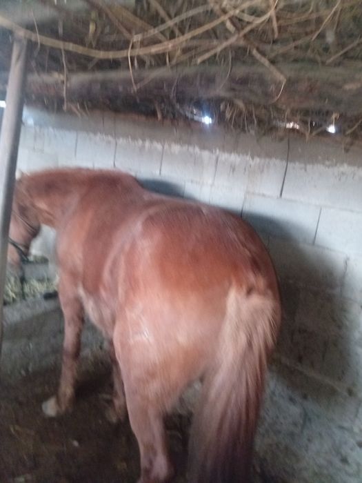 Семиз бие,5 жасар