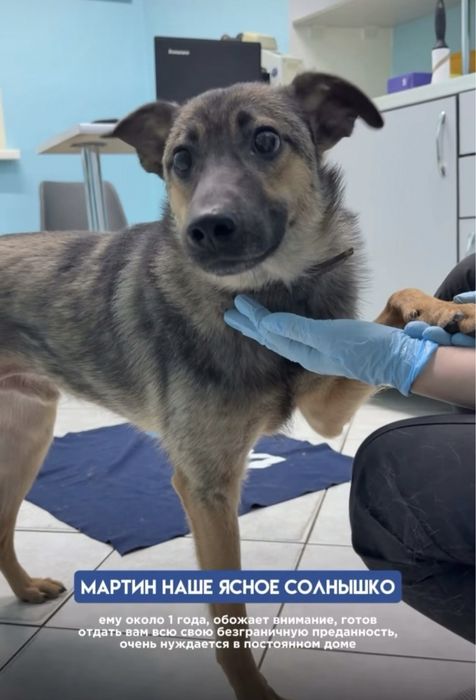 Молодый ласковый пёс