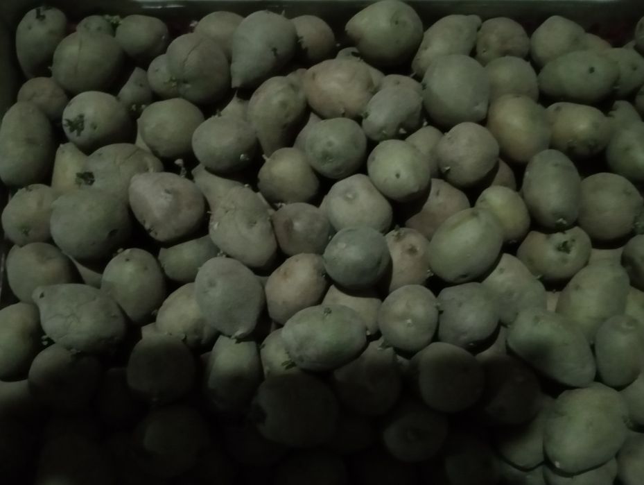 Семенная картошка