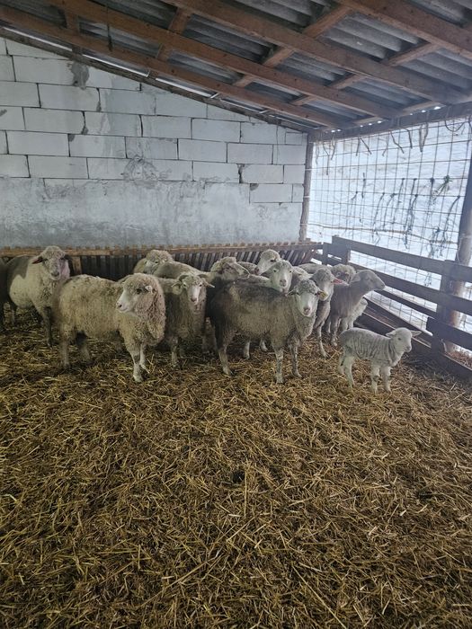 Oi  gestante de vanzare