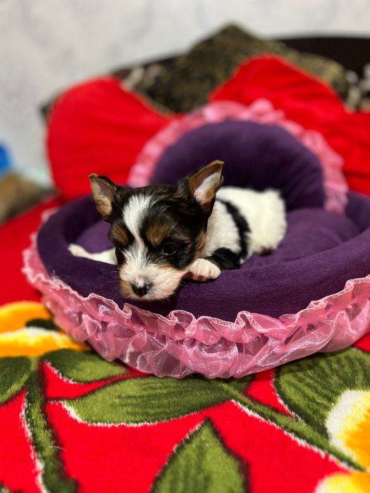 Biewer Yorkshire terrier