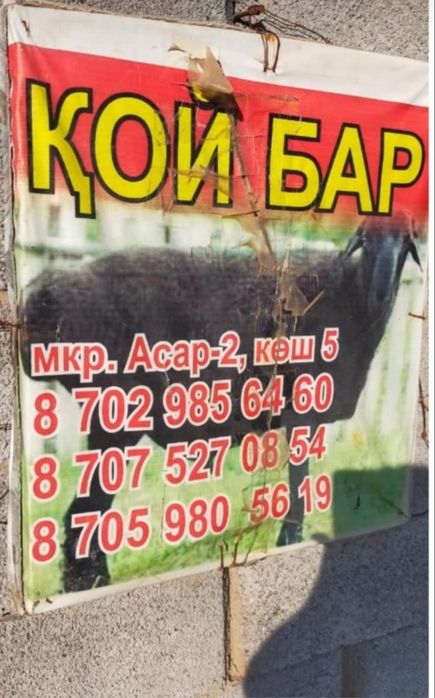 Қойлар Шымкент бараны есть