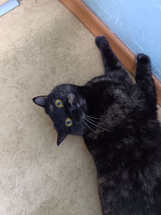 Отдам в добрые руки