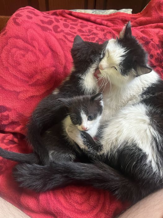 Отдам котят мальчика и девочку