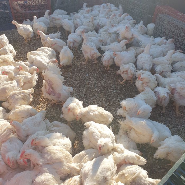 Puii pasarii de curte