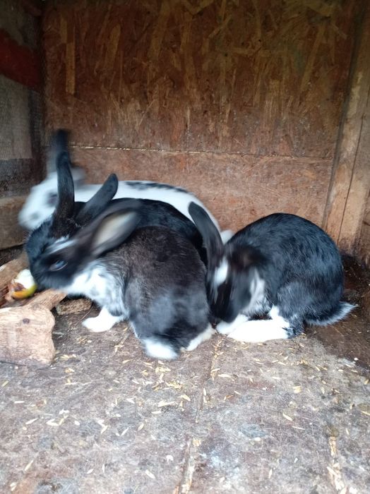 Vând iepurii și mai mari și mai mici