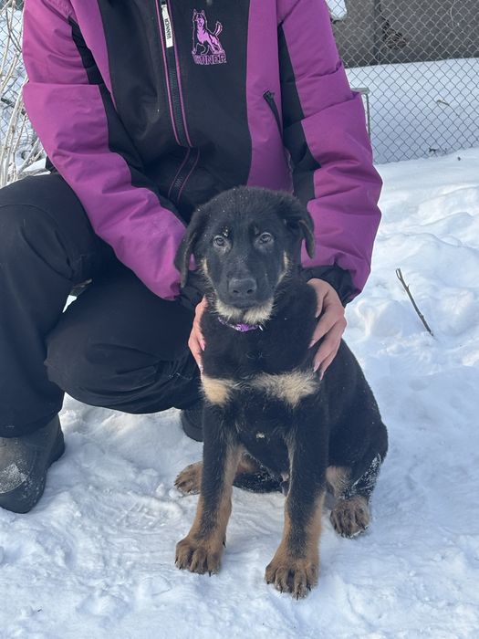 Щенки немецкой овчарки