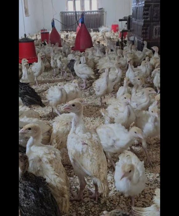 Pui alb și rasa mixta de oua și curcani