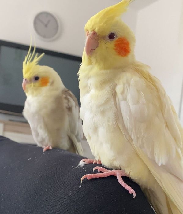 Papagali Nimfe pereche