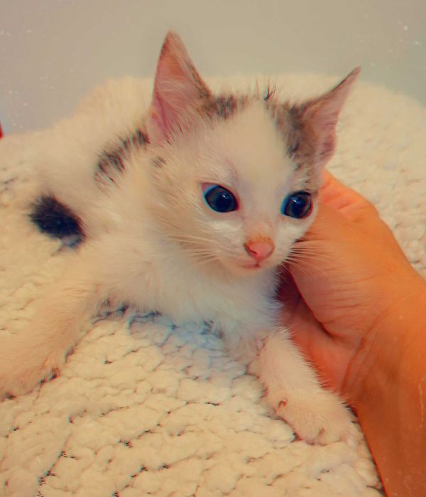 Adoptie pui de pisica Shuri