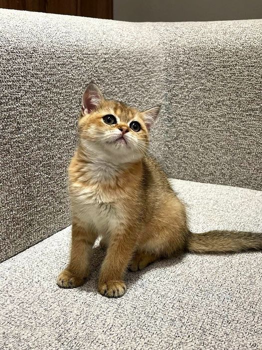 Zalatistiy shinshila NY12 okras