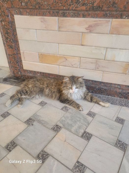 Пушистый котёнок