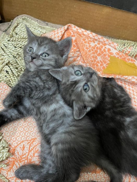 Отдам милых кошечек