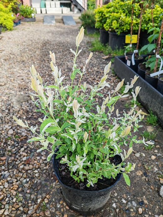 salcie japoneza la ghiveci tufa sau pom