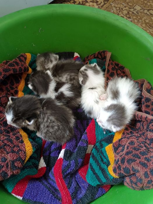 Отдам котят в добрые руки