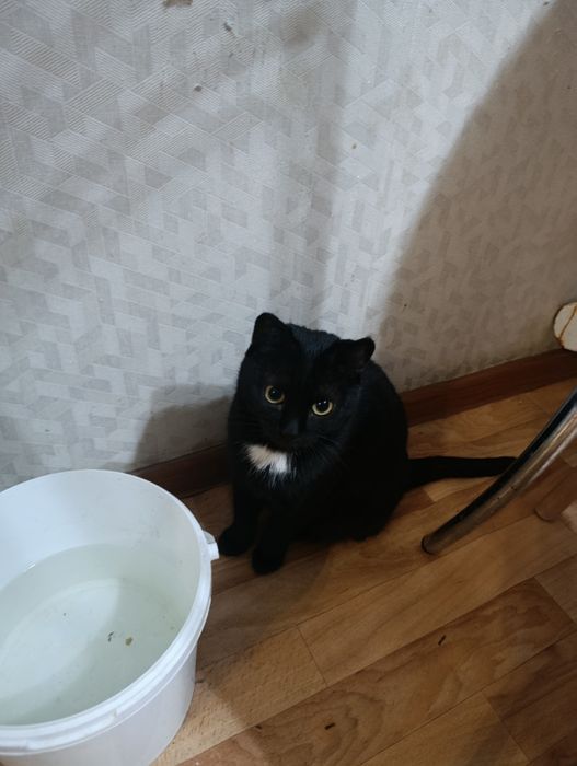 Срочна одам кошечку