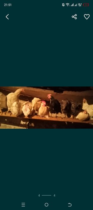 продам молодки курицы цветные