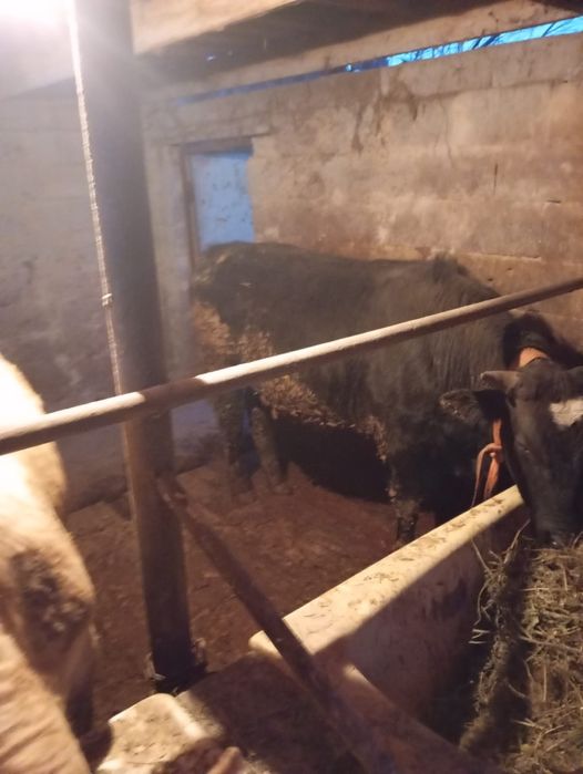 Продам бычков находится в Кайназаре