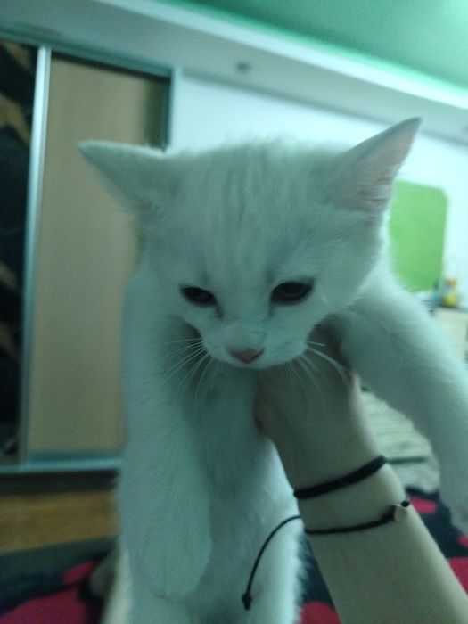 Отдам котёнка 2 - 3 месяца