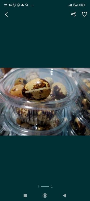 Яйца перепелиные