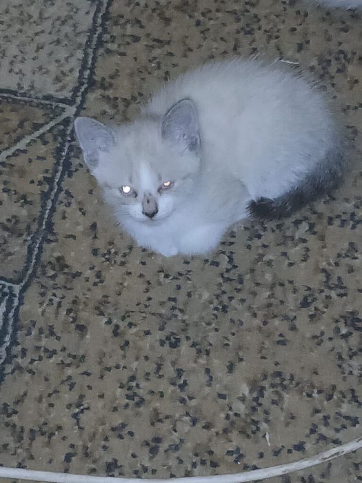 Котята британо-сиамские