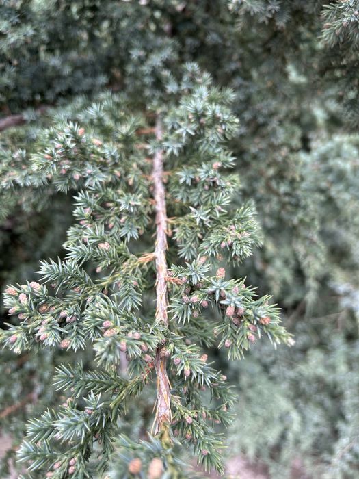 Хвойные ветки разные