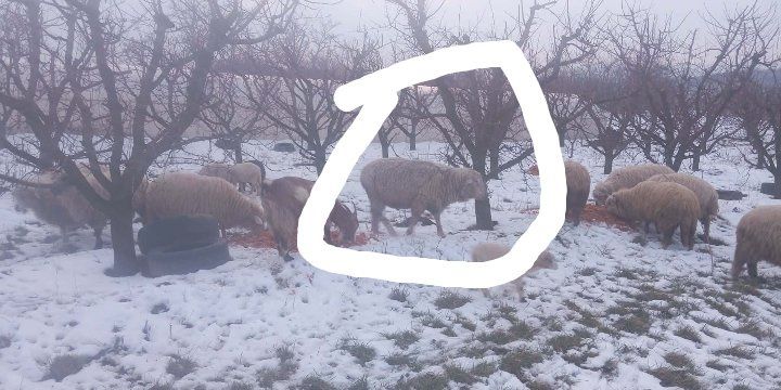 Vând berbec ile de France