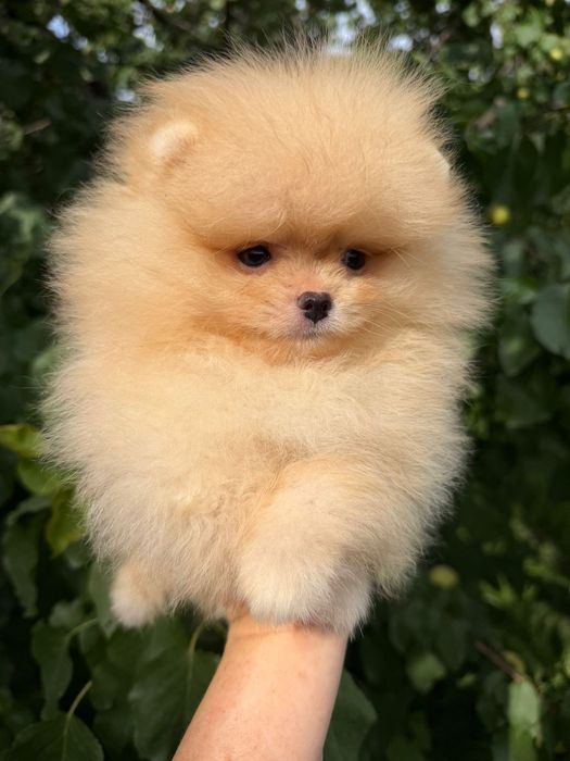 Шпицы щеночки готовы к переезду