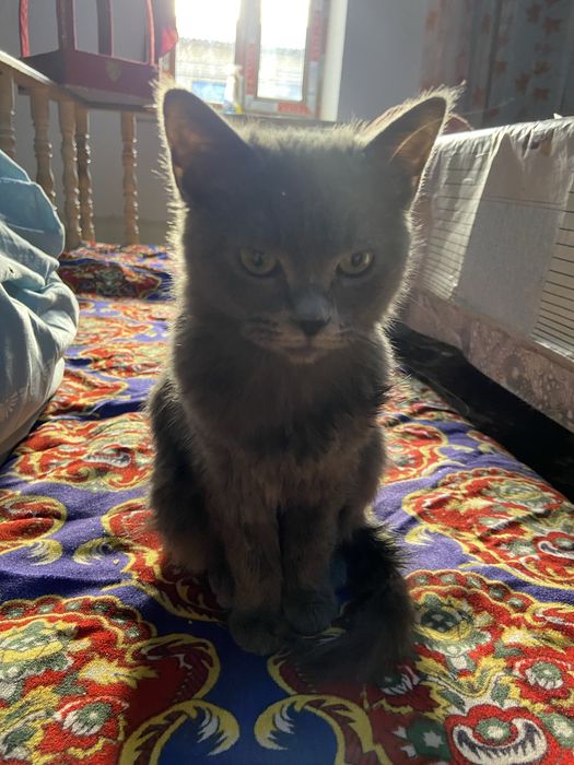 Skottish strait mushuk sotiladi