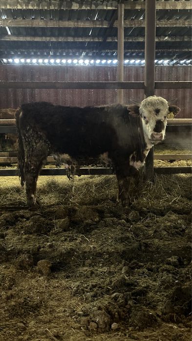 Быки на откорме 11 голов