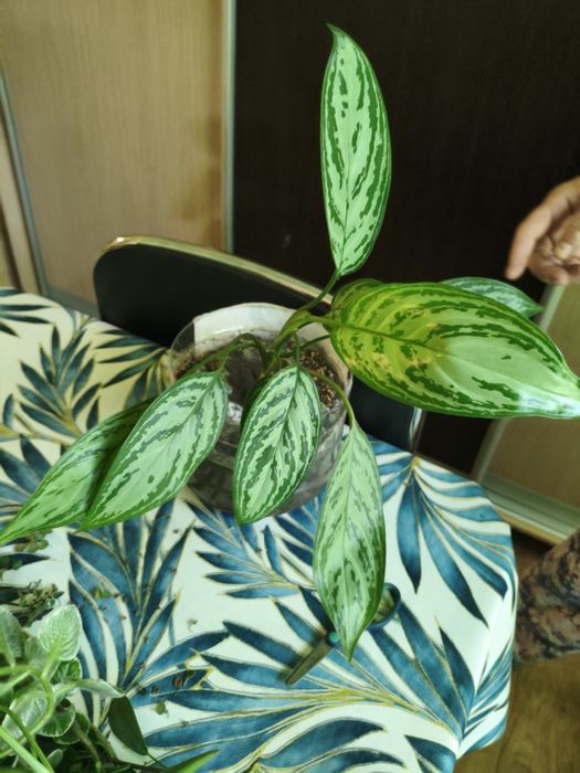 Продам цветы разные