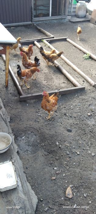 Продам молодых куриц и петухов