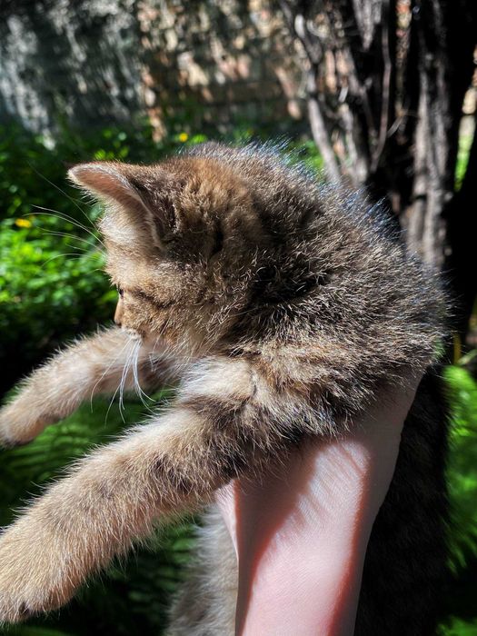 Отдам котят в хорошие руки